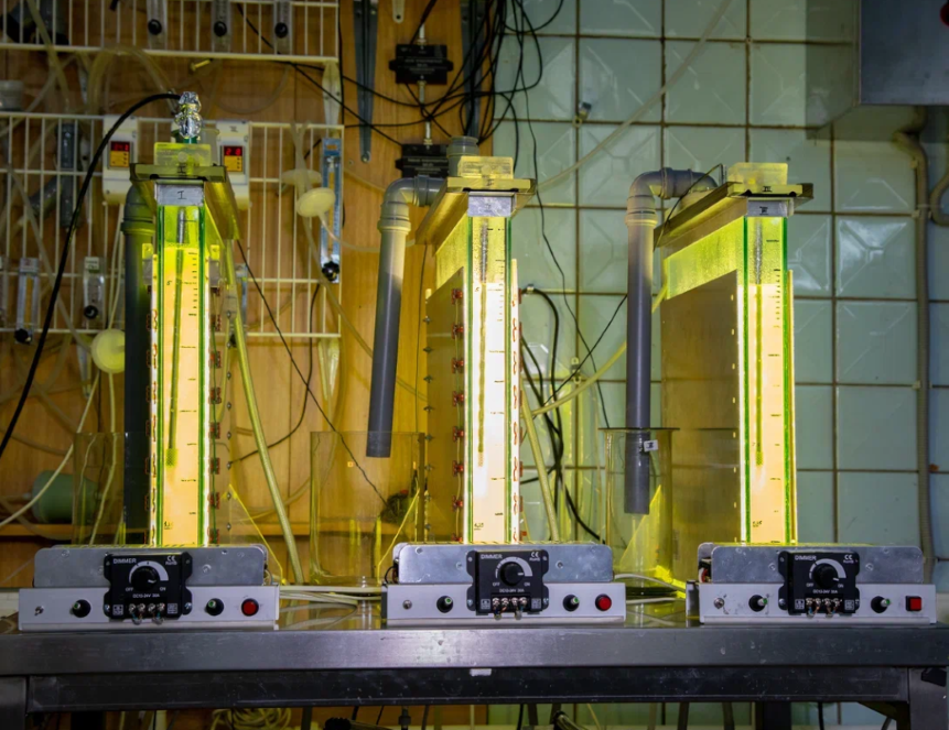 Два новых штамма зеленых микроводорослей найдут применение в производстве современных пищевых продуктов, кормов и экологических материалов