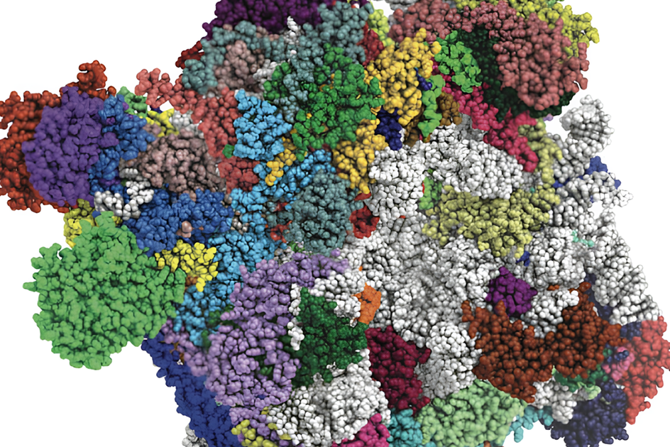 Биологи МГУ опровергли постоянство белкового состава рибосом