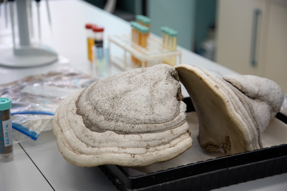 Ученые выявили новые полезные свойства грибов