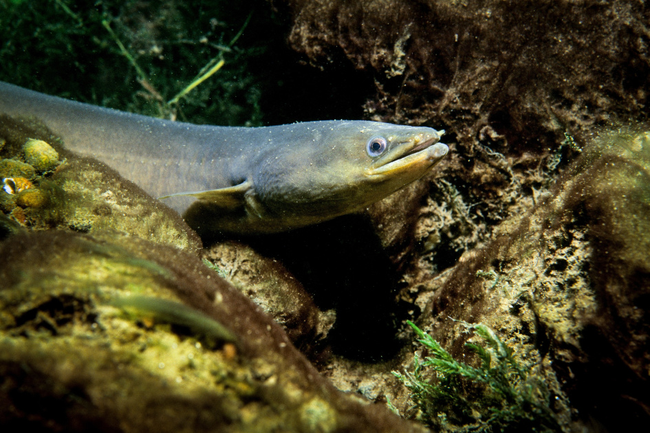Белок японского угря визуализировали в МГУ
