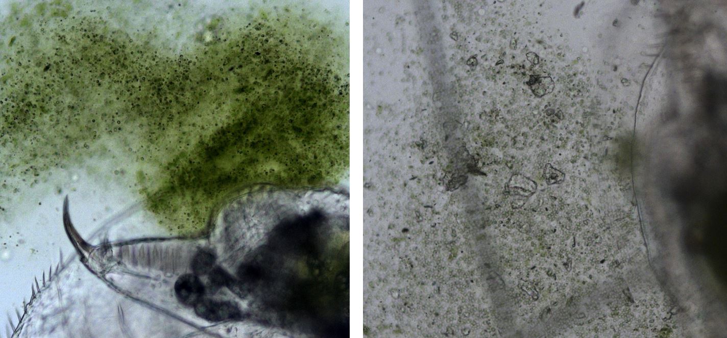 Ученые накормили рачков микропластиком и посмотрели, что будет